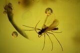 Three Detailed Fossil Flies (Diptera) In Baltic Amber #142222-1